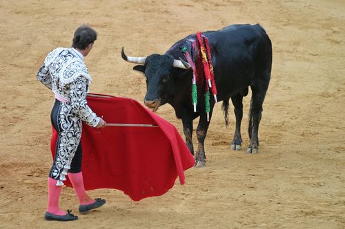 Bullfight[1].jpg